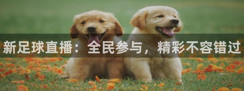 鲸鱼免费体育直播：新足球直播：全民参与，精彩不容错过